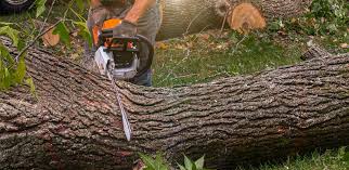 Best Lawn Disease Treatment  in Mount Plymouth, FL