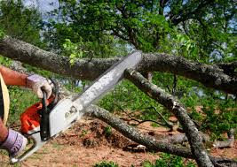 Best Storm Damage Tree Cleanup  in Mount Plymouth, FL