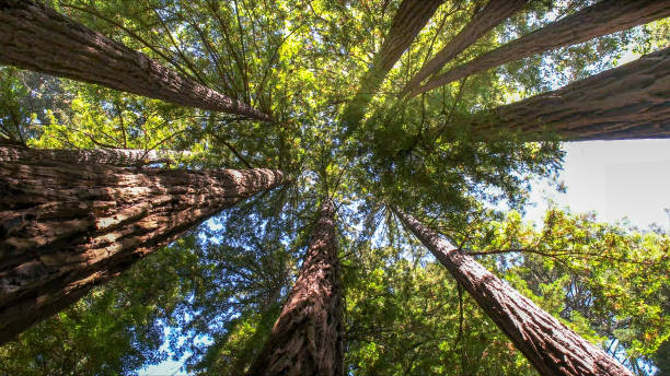 Trusted Mount Plymouth, FL Tree Services Experts