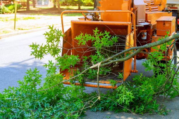 Best Tree Removal  in Mount Plymouth, FL