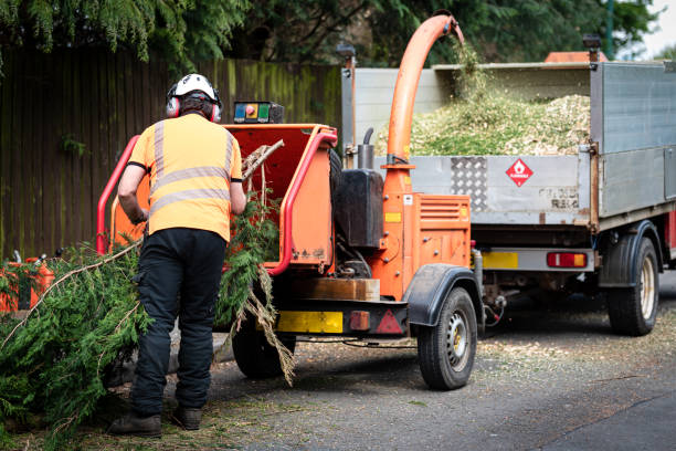 Best Arborist Consultation Services  in Mount Plymouth, FL