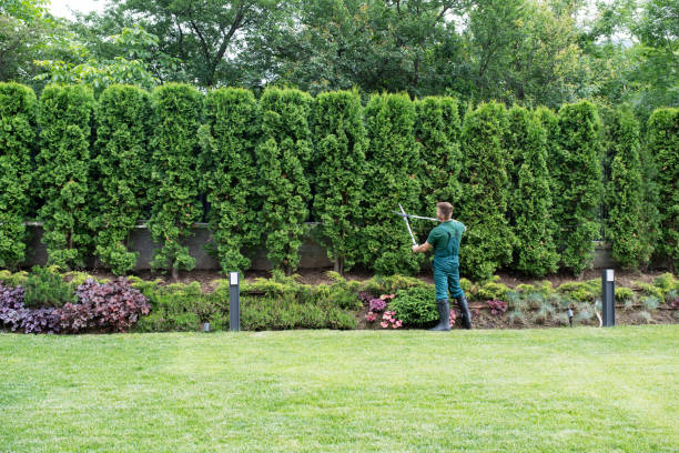 Best Lawn Watering Services  in Mount Plymouth, FL