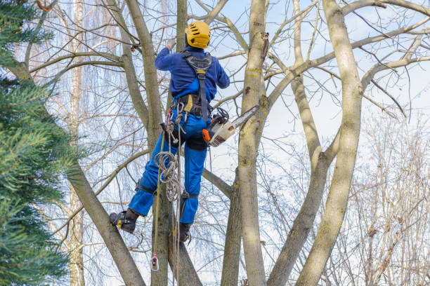 Best Tree Maintenance Programs  in Mount Plymouth, FL