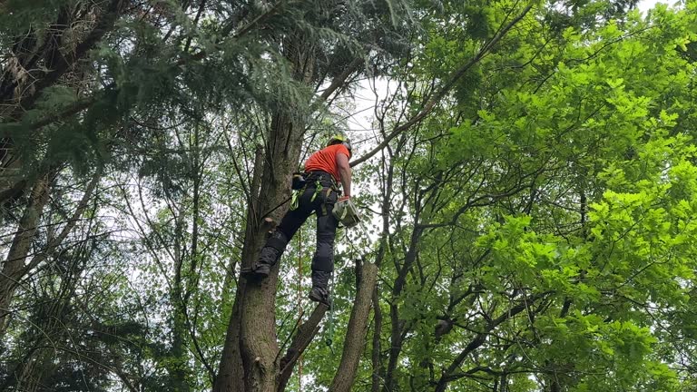 Best Tree and Shrub Care  in Mount Plymouth, FL