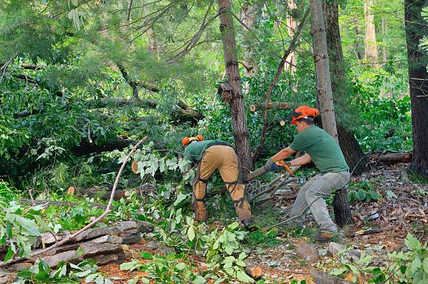 How Our Tree Care Process Works  in  Mount Plymouth, FL