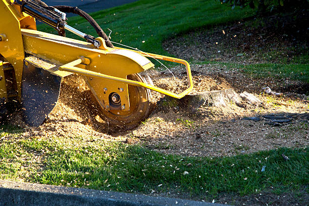 Best Utility Line Clearance  in Mount Plymouth, FL