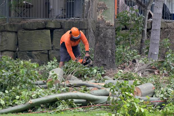 Best Tree Removal  in Mount Plymouth, FL
