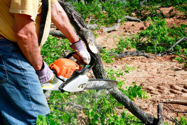 Best Stump Grinding and Removal  in Mount Plymouth, FL